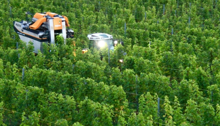 Снимка: Kullabergs Vingård Facebook page