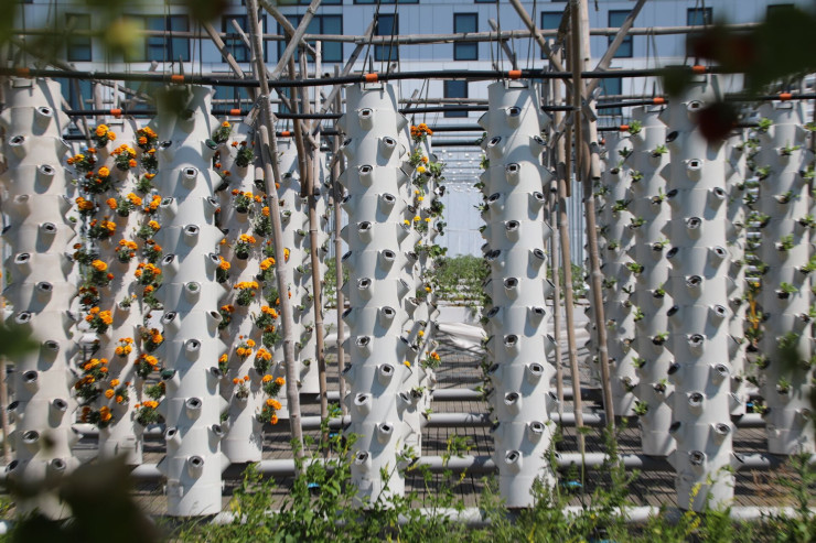 Покривна ферма в Париж. Снимка: Bloomberg L.P.